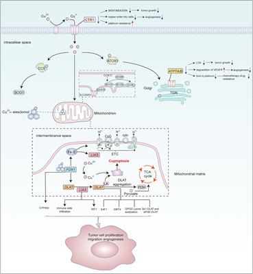 The implications and prospect of cuproptosis-related genes and copper transporters in cancer progression